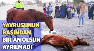 Yavrusunun başından bir an olsun ayrılmadı