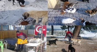 Buldan Belediyesi ekipleri sokak hayvanlarını besledi