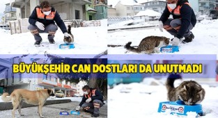 Büyükşehir can dostları da unutmadı