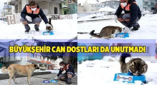 Büyükşehir can dostları da unutmadı