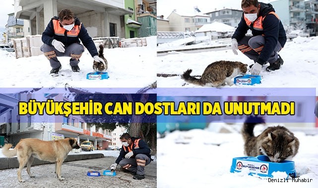 Büyükşehir can dostları da unutmadı