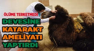 Devesine katarak ameliyatı yaptırdı