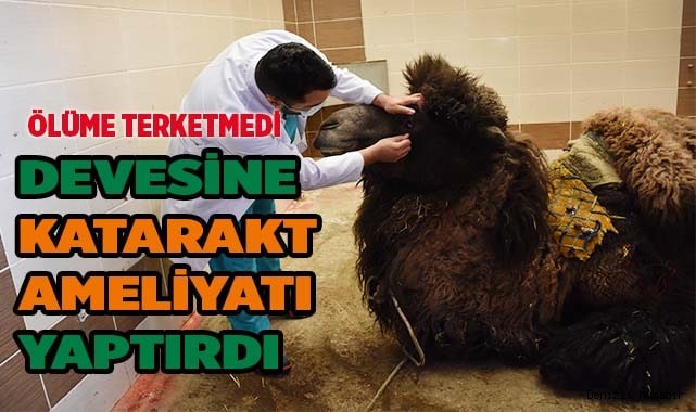 Devesine katarak ameliyatı yaptırdı