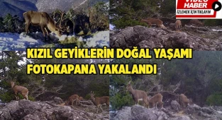 Kızıl geyiklerin muhteşem görüntüsü belgeseli aratmadı