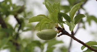 Meteorolojiden Denizlili çiftçilere zirai don uyarısı