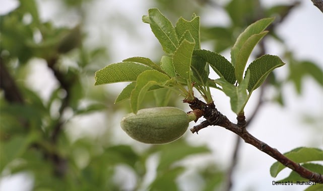 Meteorolojiden Denizlili çiftçilere zirai don uyarısı