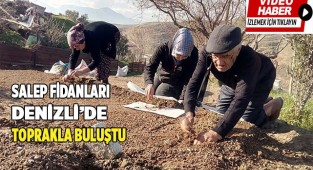Salep fidanları toprakla buluştu