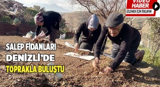 Salep fidanları toprakla buluştu