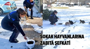 SOKAK HAYVANLARINA ZABITA ŞEFKATİ