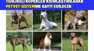 Tehlikeli köpekler kısırlaştırılarak PETVET sistemine kayıt edilecek