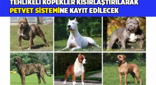 Tehlikeli köpekler kısırlaştırılarak PETVET sistemine kayıt edilecek