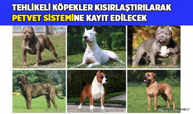 Tehlikeli köpekler kısırlaştırılarak PETVET sistemine kayıt edilecek