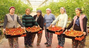Topraksız tarımla üretilen domatesler ihracatın gözdesi oldu
