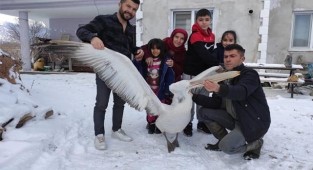 Üzüm bağına düşen pelikana sahip çıktılar