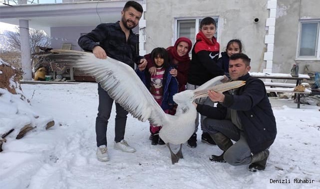 Üzüm bağına düşen pelikana sahip çıktılar