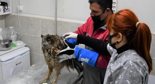 Yaralı baykuşu belediye ekipleri sahip çıktı