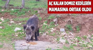 Aç kalan domuz kedilerin mamasına ortak oldu