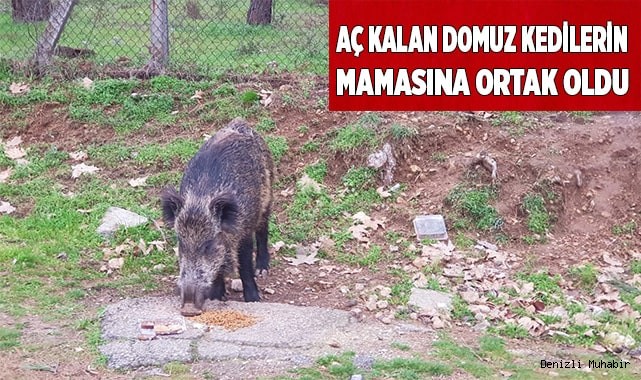 Aç kalan domuz kedilerin mamasına ortak oldu