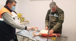 Ayağı kırılınca mahsur kalan flamingo için seferber oldular