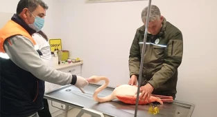 Ayağı kırılınca mahsur kalan flamingo için seferber oldular