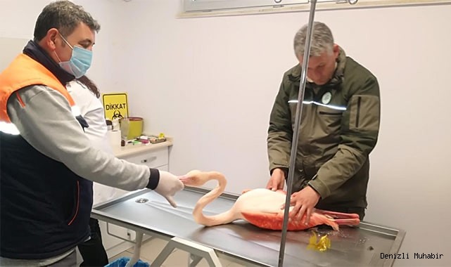 Ayağı kırılınca mahsur kalan flamingo için seferber oldular