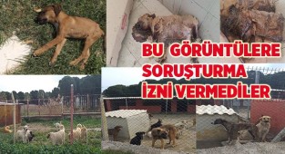 Bu  görüntülere soruşturma izni yok