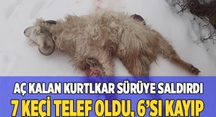 Çameli’de keçi sürüsüne kurt saldırdı