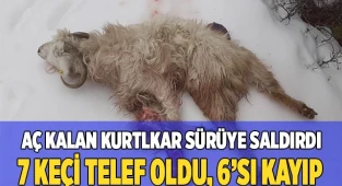 Çameli’de keçi sürüsüne kurt saldırdı