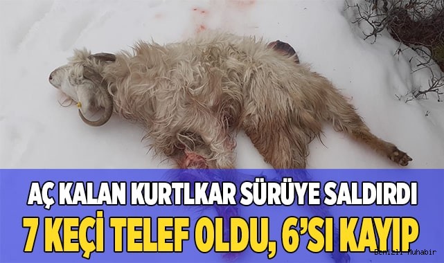 Çameli’de keçi sürüsüne kurt saldırdı