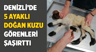 Denizli'de 5 ayaklı doğan kuzu görenleri şaşırttı