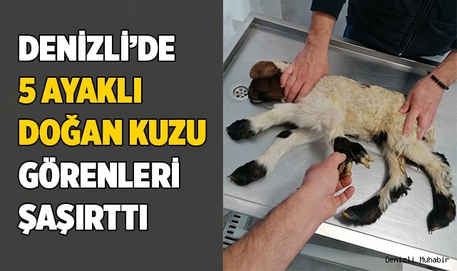 Denizli'de 5 ayaklı doğan kuzu görenleri şaşırttı