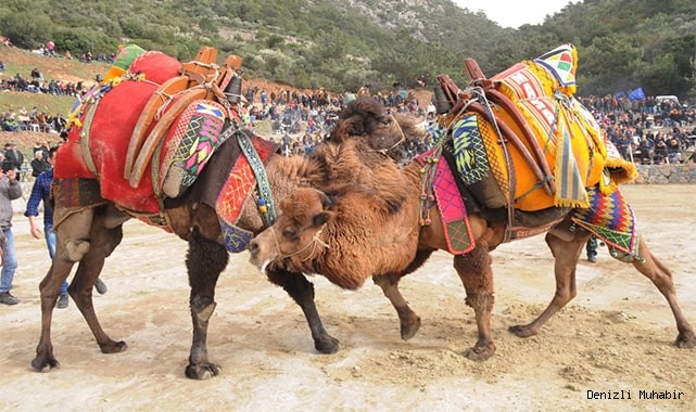 Deve güreşi heyecanı Denizli’de