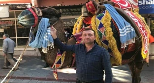 Deve güreşi için hazırlıklar tamamlandı