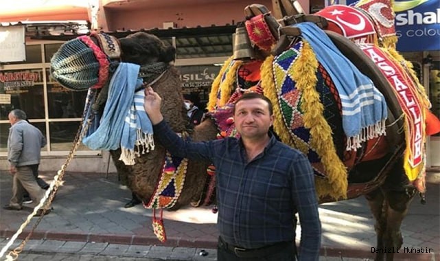 Deve güreşi için hazırlıklar tamamlandı