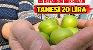 Kış ortasında erik hasadı: Tanesi 20 TL’den satılıyor