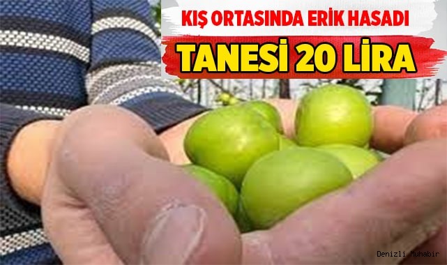 Kış ortasında erik hasadı: Tanesi 20 TL’den satılıyor