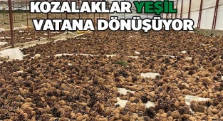 Kozalaklar yeşil vatana dönüşüyor
