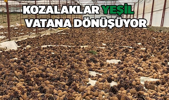 Kozalaklar yeşil vatana dönüşüyor