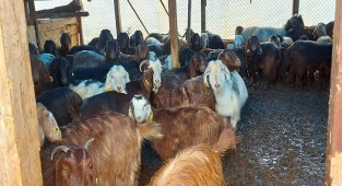 Şiddetli yağışta mahsur kalan 87 hayvanı itfaiye kurtardı