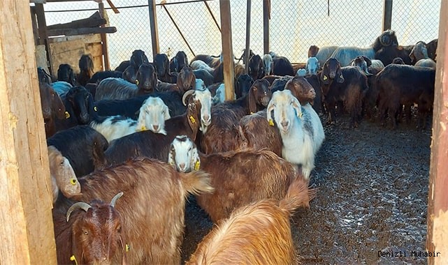 Şiddetli yağışta mahsur kalan 87 hayvanı itfaiye kurtardı