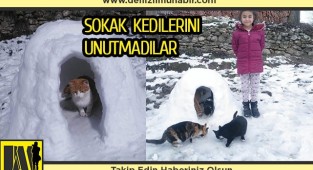 Sokak kedileri için kardan ev yaptılar