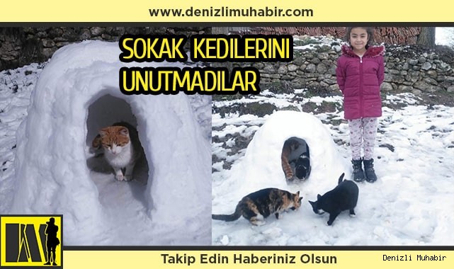 Sokak kedileri için kardan ev yaptılar