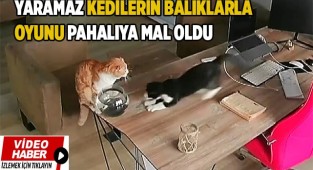 Yaramaz kedilerin balıklarla oyunu pahalıya mal oldu