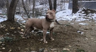 Yasaklı ırk köpek besleyen 1 kişiye 14 bin 982 TL idari para cezası