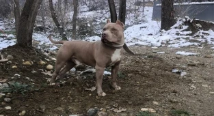 Yasaklı ırk köpek besleyen 1 kişiye 14 bin 982 TL idari para cezası