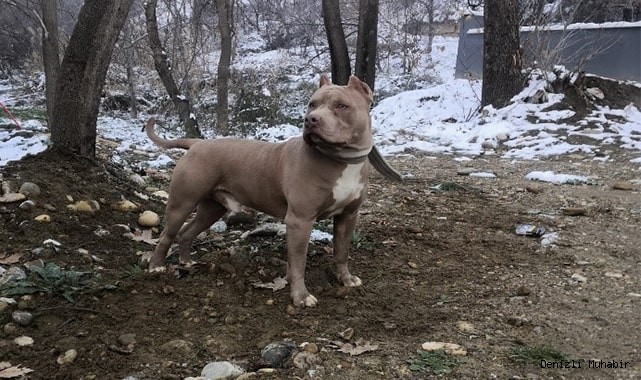 Yasaklı ırk köpek besleyen 1 kişiye 14 bin 982 TL idari para cezası