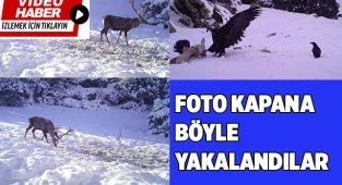 Akdağ’da yaban hayvanlarının yem telaşı böyle görüntülendi