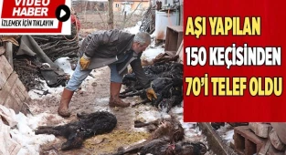 Aşı yapılan 150 keçilerinden 70’i telef olan çoban aile gözyaşlarına boğuldu