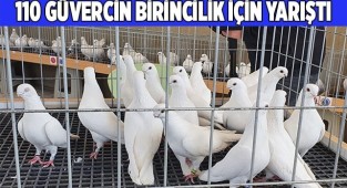 Denizli’nin en güzel güvercinleri yarışmayla belirlendi
