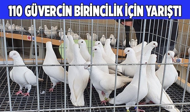Denizli’nin en güzel güvercinleri yarışmayla belirlendi